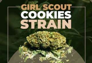 Girl Scout Cookie