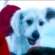 Krypto’s Wild Origin in James Gunn’s Superman Movie